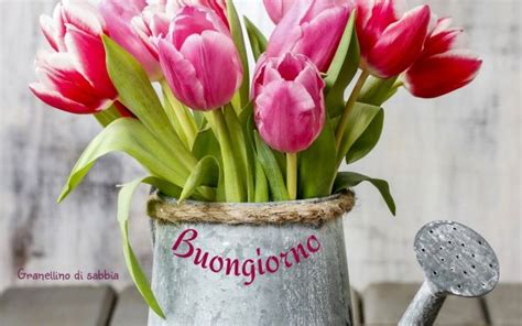 affettuoso buongiorno tulipani|Buongiorno tulipani Immagini Stock